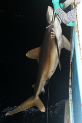 Carcharhinus longimanus