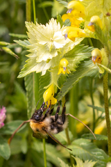 Bombus gerstaeckeri