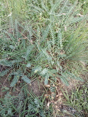 Astragalus brachycarpus