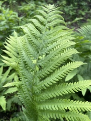 Matteuccia struthiopteris