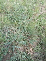 Astragalus brachycarpus