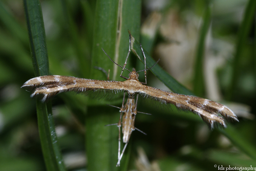 Crombrugghia laetus