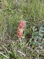 Astragalus calycinus