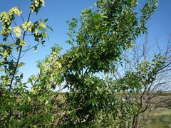 Fraxinus pennsylvanica lanceolata