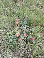 Astragalus calycinus