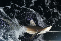 Carcharhinus longimanus