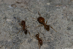Pheidole pallidula