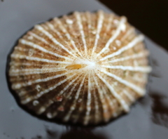 Puncturella multistriata