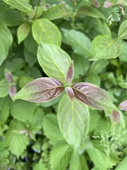 Cornus racemosa