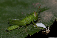 Anacridium aegyptium