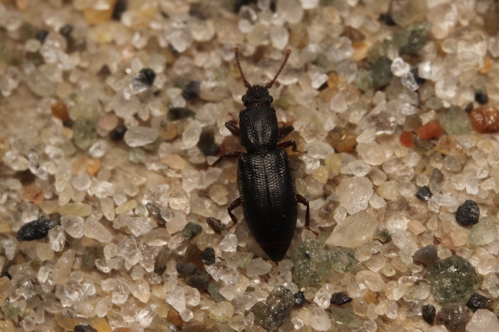 Monotoma producta
