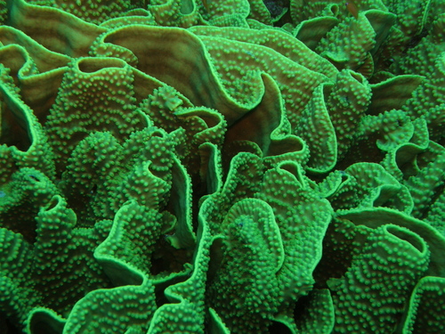 Turbinaria reniformis