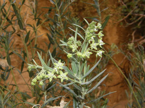 Gomphocarpus sinaicus photographed in Jordan