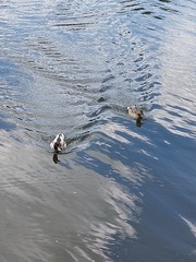 Anas platyrhynchos