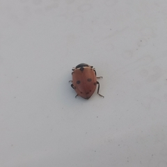 Hippodamia variegata