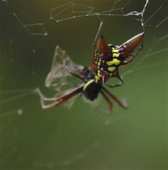 Micrathena sexspinosa