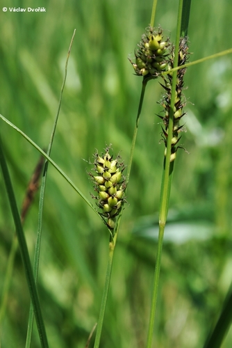 How to identify Carex melanostachya M.Bieb. ex Willd.