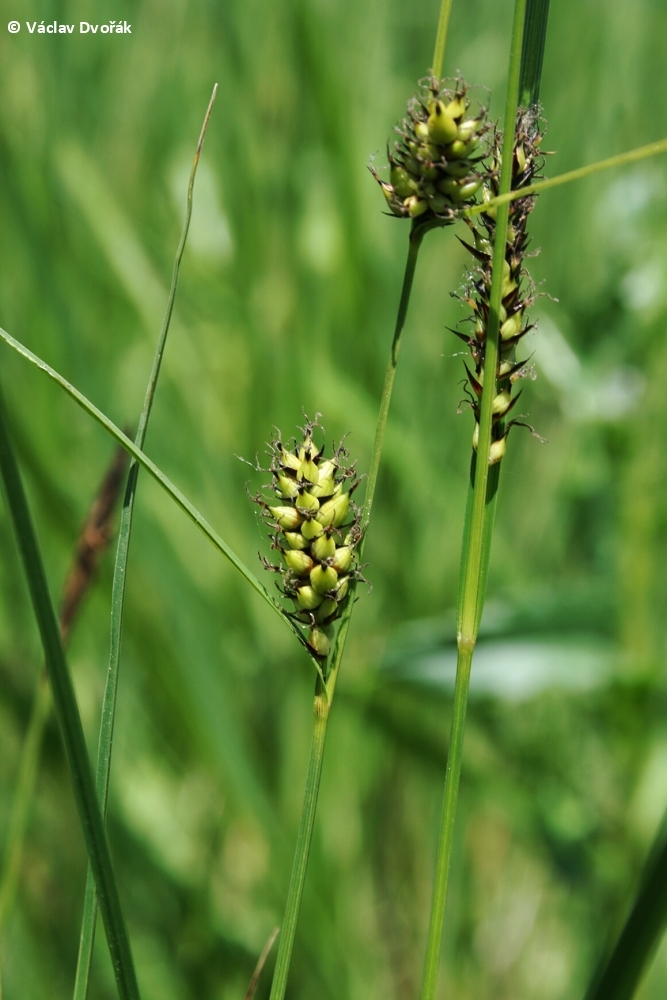 Carex melanostachya