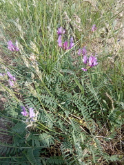 Astragalus bungeanus
