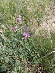 Astragalus bungeanus