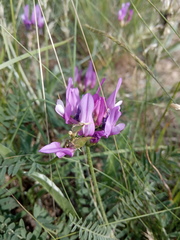 Astragalus bungeanus