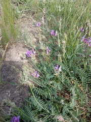 Astragalus bungeanus