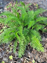 Achillea millefolium borealis