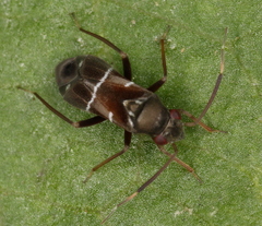 Pilophorus perplexus