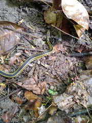 Erythrolamprus melanotus