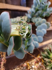 Kalanchoe marnieriana