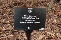 Ficus delosyce
