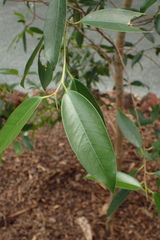 Ficus delosyce