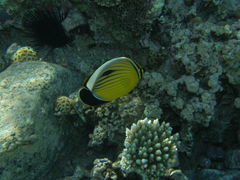 Chaetodon austriacus