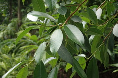 Ficus delosyce