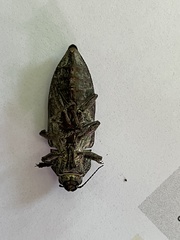 Texania fulleri