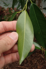 Ficus delosyce