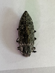 Texania fulleri