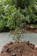 Ficus delosyce