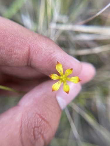 Image of Harperocallis flava by (c) Brandon Corder, some rights reserved (CC BY)