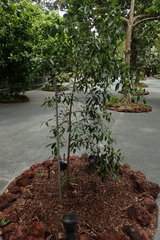Ficus delosyce