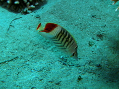 Chaetodon paucifasciatus