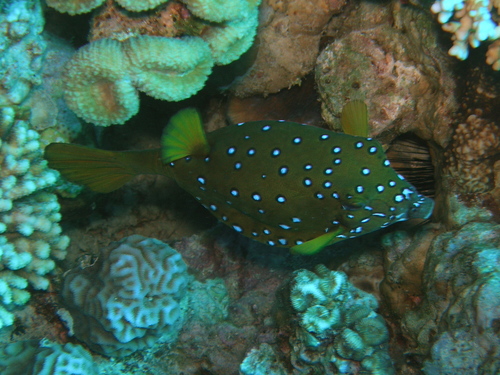 Ostracion cubicum
