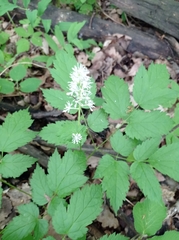 Actaea spicata