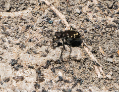 Cicindela senilis