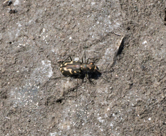 Cicindela senilis