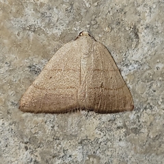 Drepanulatrix bifilata