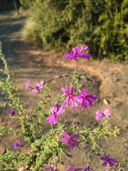 Jamesbrittenia microphylla