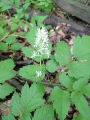 Actaea spicata