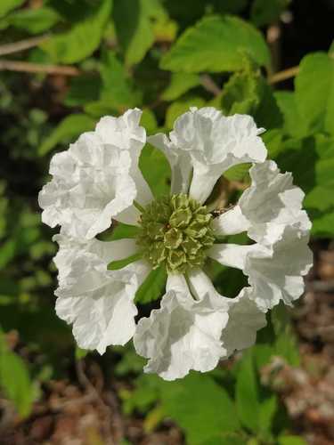 Varronia leucocephala
