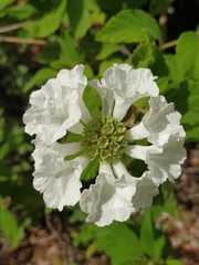 Varronia leucocephala